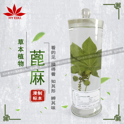 蓖麻浸制标本