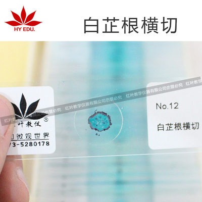 白芷根横切切片组织细胞切片教学用组织切片
