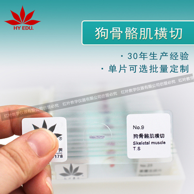 狗骨骼肌横切
