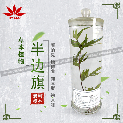 半边旗浸制标本