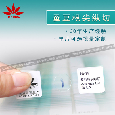 蚕豆根尖纵切显微镜配套生物切片标本单张可售植物标本