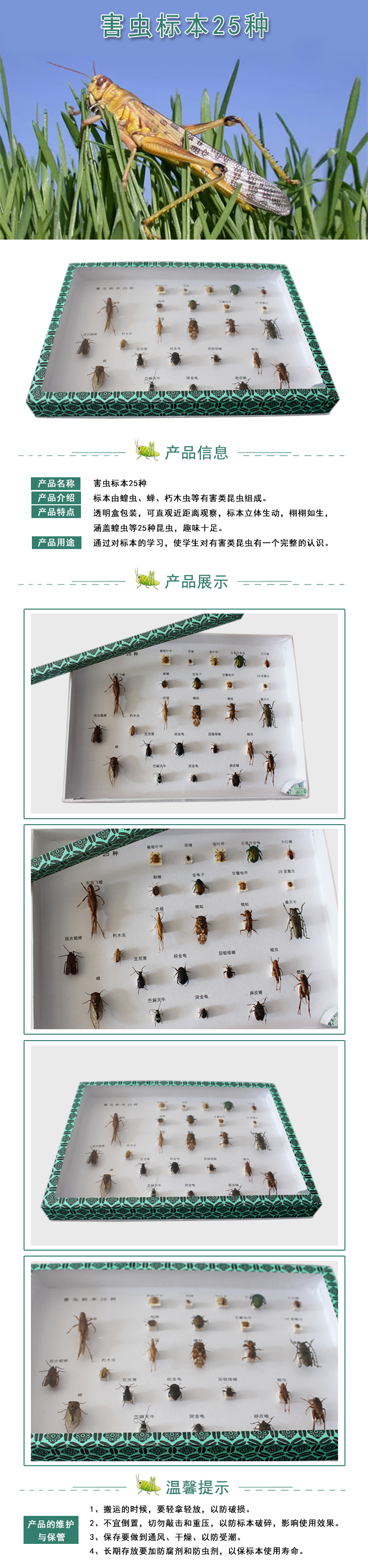 害虫标本25种-(2).jpg