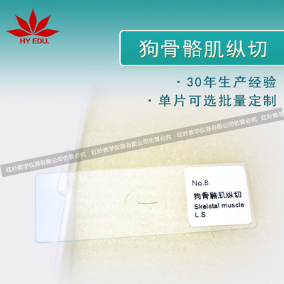 狗骨骼肌纵切
