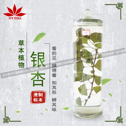 银杏浸制标本