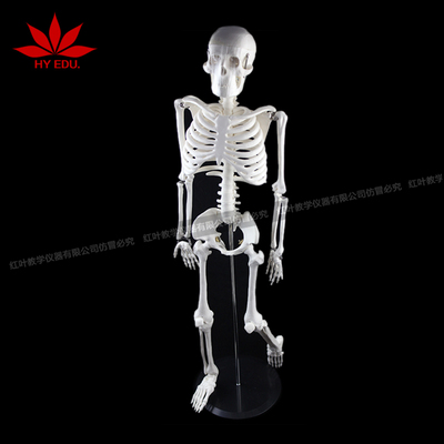 85不带神经骨骼