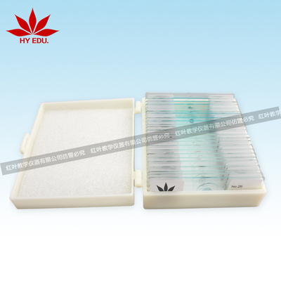 25片植物玻片套装