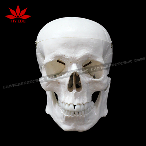 白色头颅医用模型