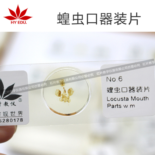 蝗虫口器装片动物昆虫类生物切片单片可定制