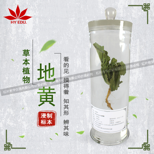 地黄浸制标本