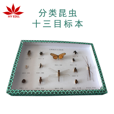 分类昆虫13标本