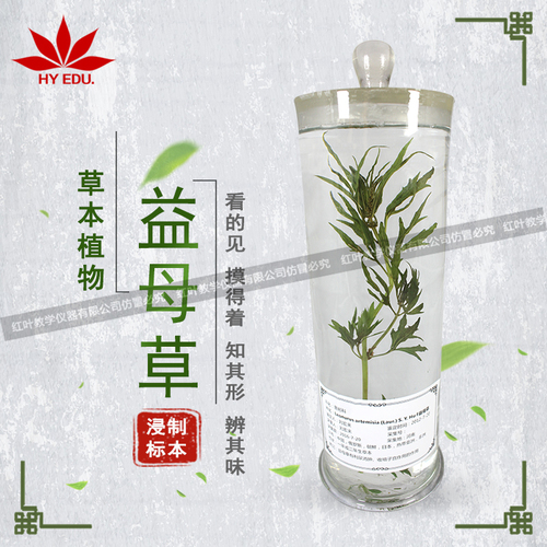 益母草浸制标本