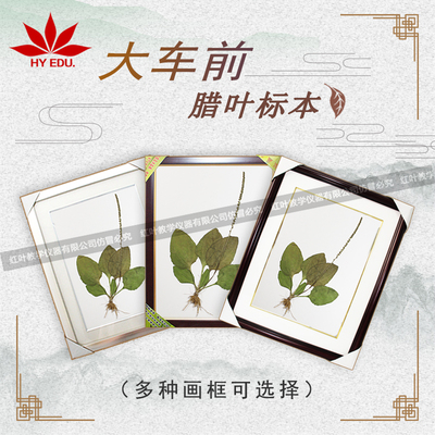 大车前浸制标本