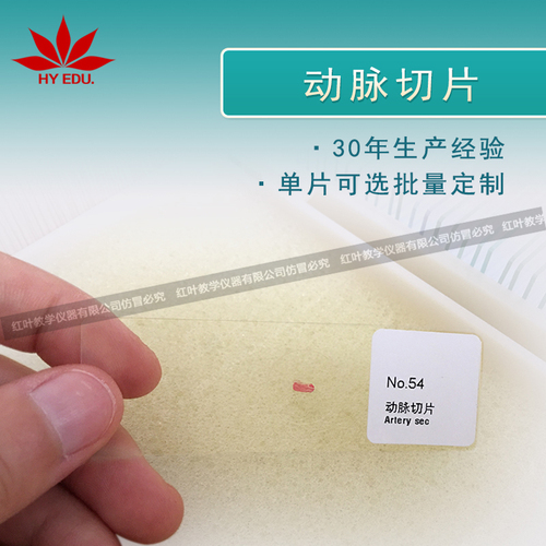 动脉切片