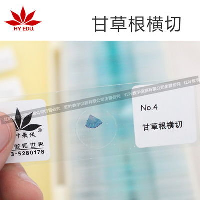 甘草根横切切片组织细胞切片教学用组织切片