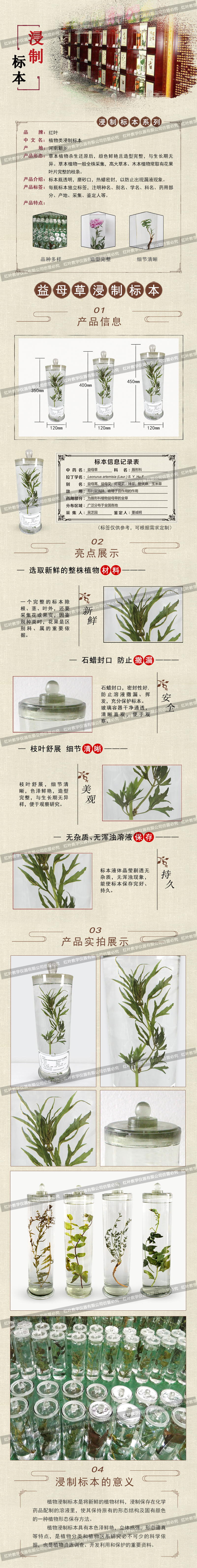 益母草(1).jpg