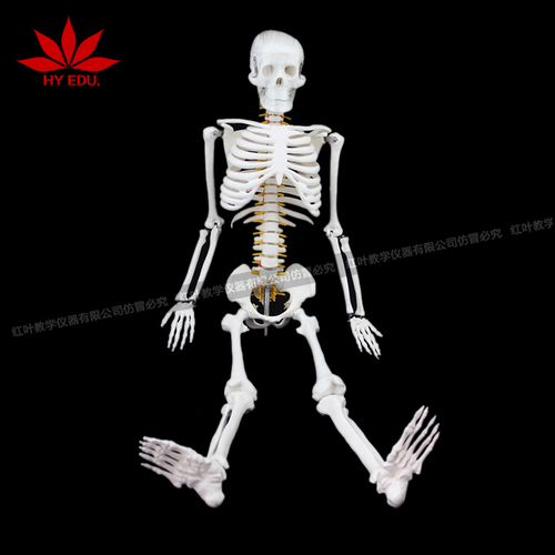 85带神经人体骨骼