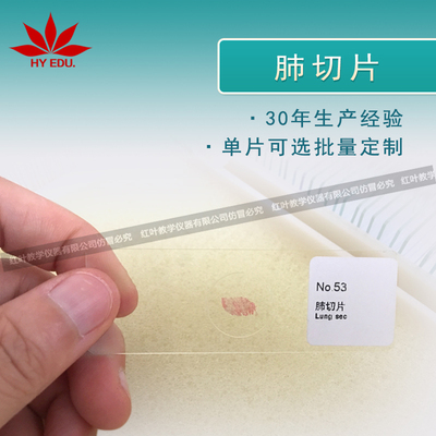 肺切片