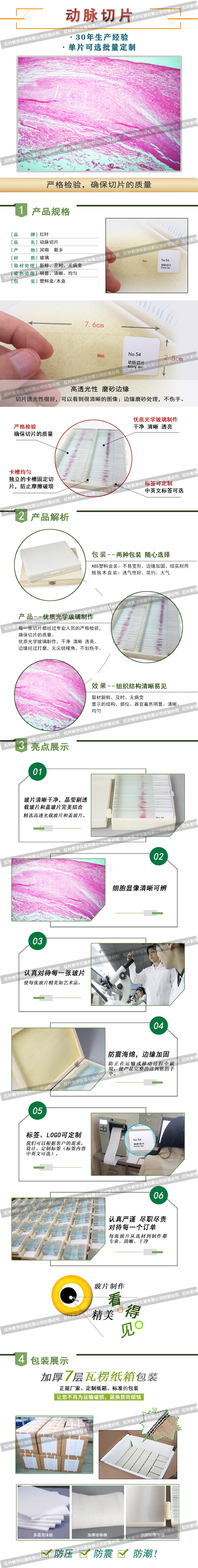 动脉切片.jpg