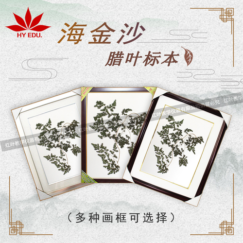 海金沙浸制标本