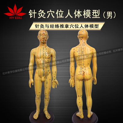 50厘米人体针灸穴位模型人体模型经络模型教学演示模型