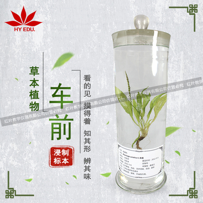 车前浸制标本