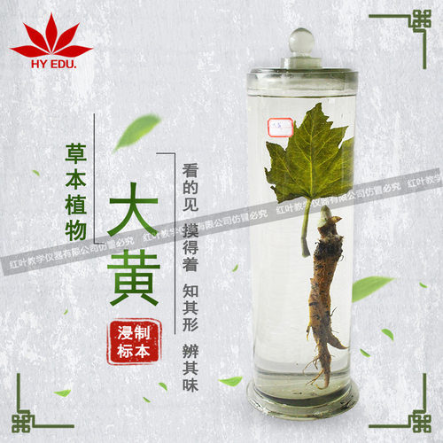 大黄浸制标本