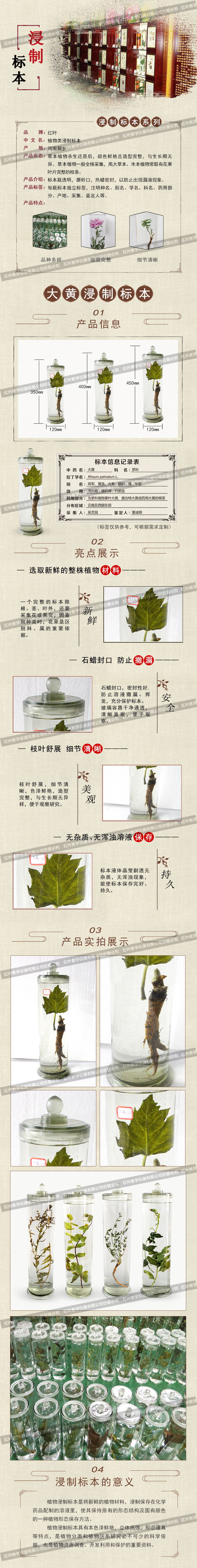 大黄(1).jpg