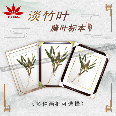 淡竹叶浸制标本