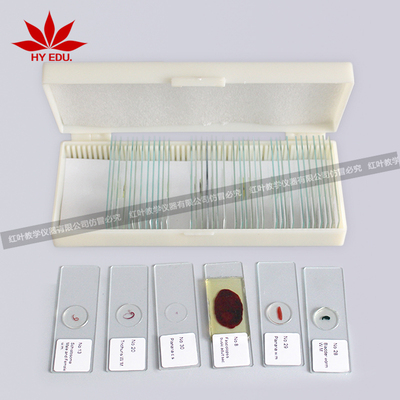 寄生虫切片套装