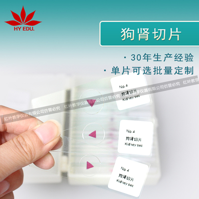狗肾切片