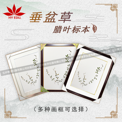 垂盆草浸制标本