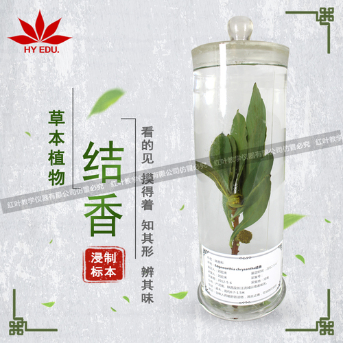 结香浸制标本