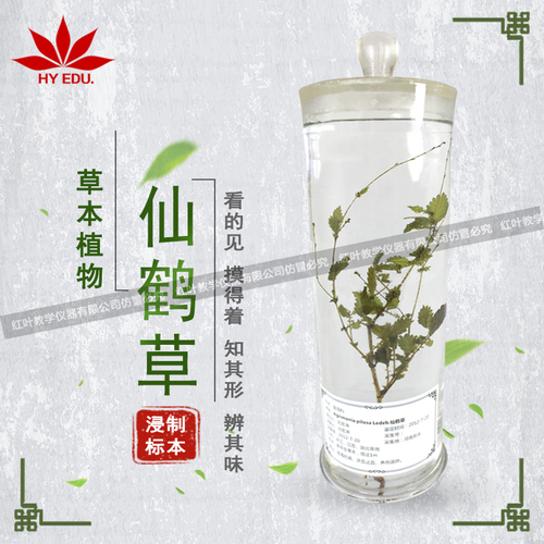 仙鹤草浸制标本