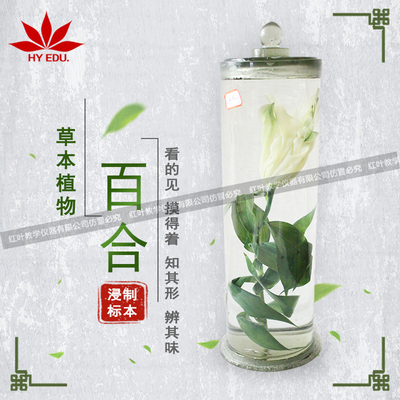 百合浸制标本