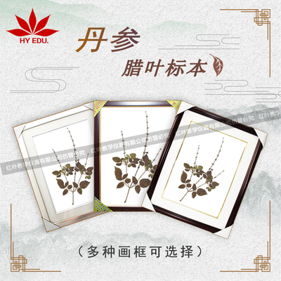 丹参浸制标本