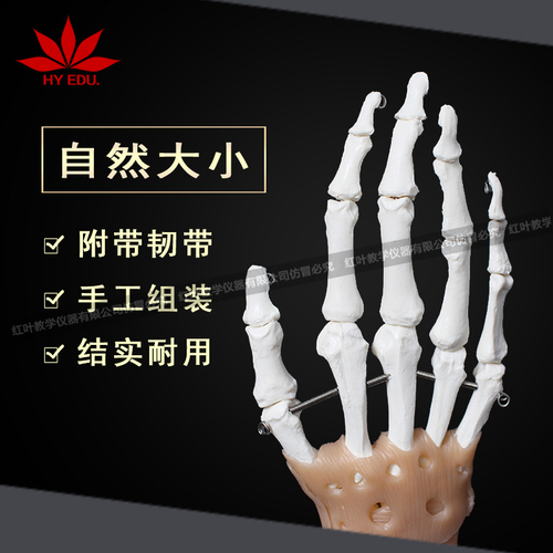 功能手关节模型足部模型附韧带医生教学培训骨骼模型