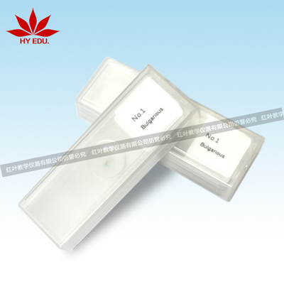 5片生物切片套装