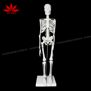 45cm人体骨骼模型