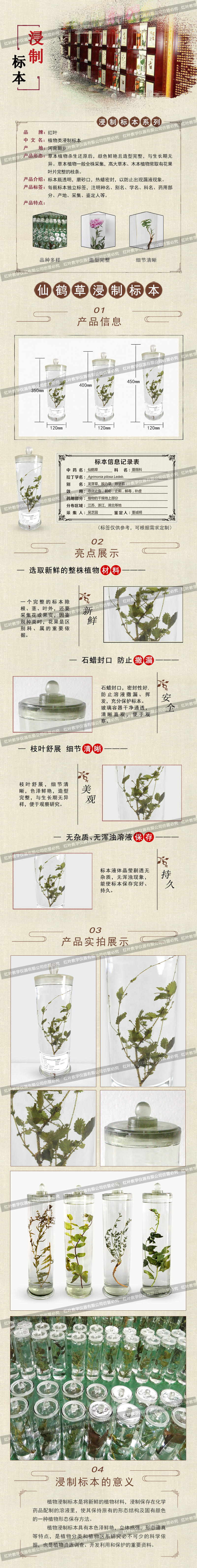 仙鹤草(1).jpg