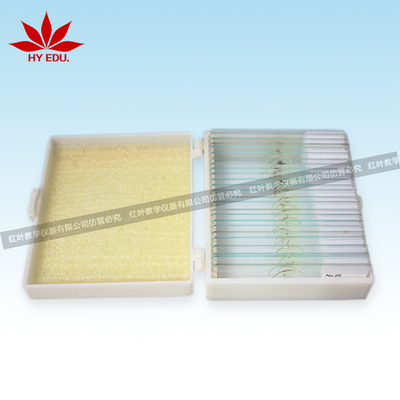 25片昆虫玻片套装